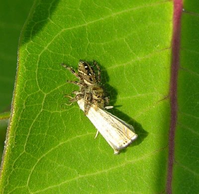 Jumping spider with moth - view 1