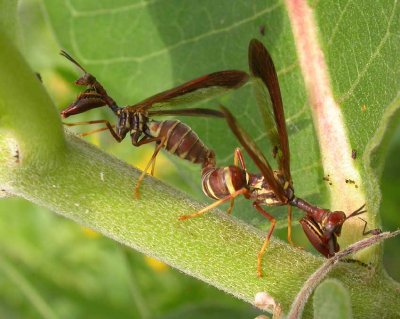 Climaciella brunnea - Brown mantidflies - mating