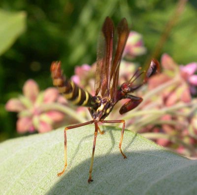 Climaciella brunnea - Brown mantidfly - dancing