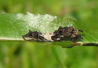 Limenitis arthemis - White Admiral - caterpillar