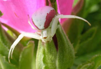 Misumena vatia on rugosa rose - view 1