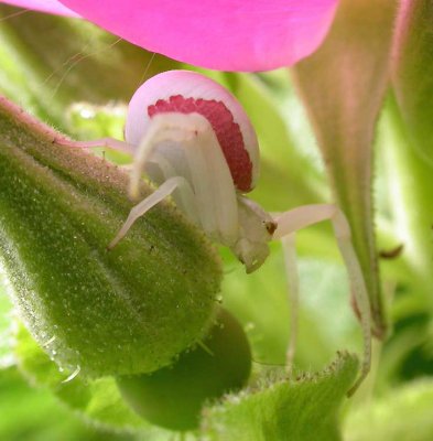 Misumena vatia on rugosa rose - view 4