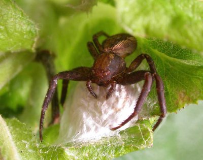 Xysticus crab spider on egg case