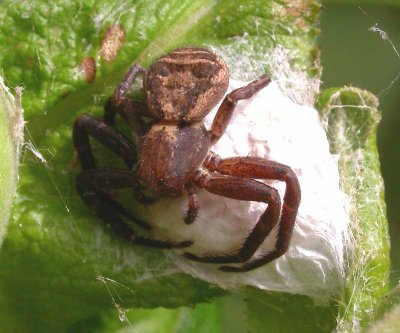 Xysticus crab spider on egg case