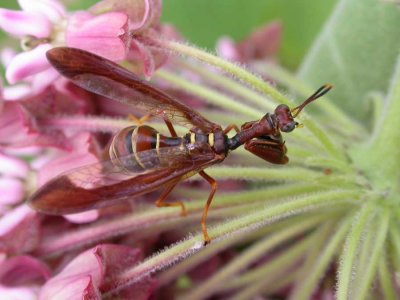 Mantidfly on milkweed