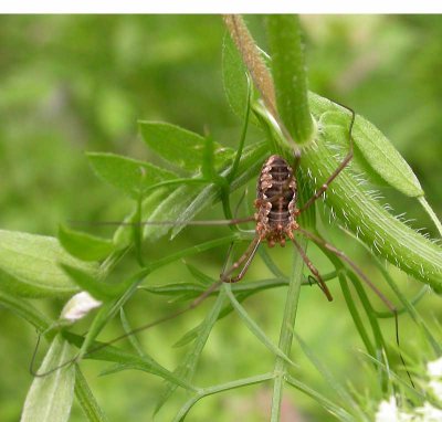 Harvestman (unidentified)