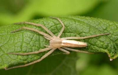 Tibellus oblongus guarding egg case