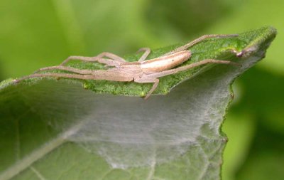 Tibellus oblongus guarding egg case