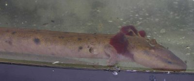 Necturus maculosus - Mudpuppy
