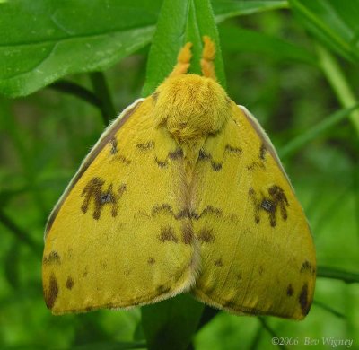 Automeris io - 7746 - Io moth - wings closed