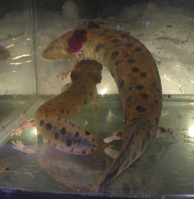 Necturus maculosus - Mudpuppy salamander