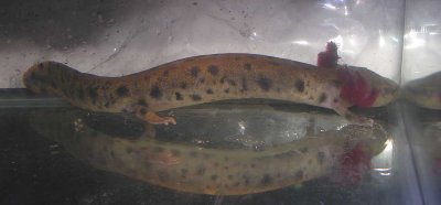 Necturus maculosus - Mudpuppy salamander