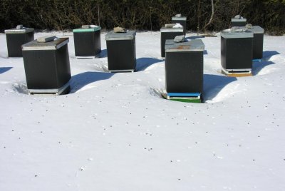 Bee hives at Ferguson Forestry Centre
