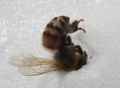 Chilled Honey Bee