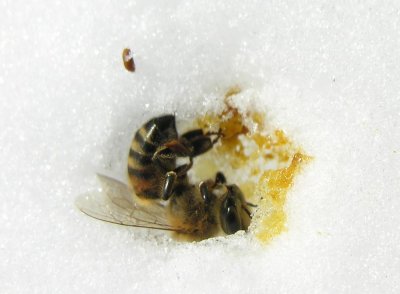 Chilled Honey Bee