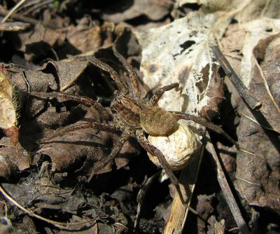 Wolf spider with egg case - view 2