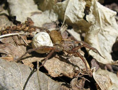 Wolf spider with egg case - view 4