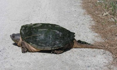Chelydra serpentina - Snapping Turtle - side view