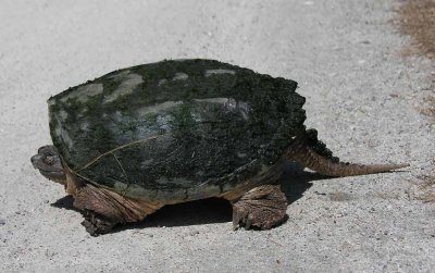 Chelydra serpentina - Snapping Turtle - defensive pose