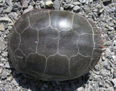 Chrysemys picta - Painted Turtle - top