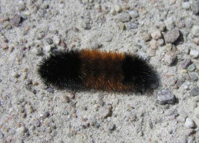 Pyrrharctia isabella - Isabella Tiger Moth Caterpillar