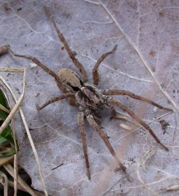 Wolf Spider #3 - not yet ID'd - view 3