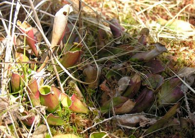 Sarracenia purpurea - Pitcher plants - view 1