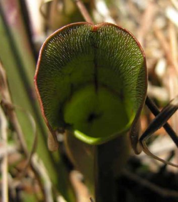 Sarracenia purpurea - Pitcher plant with spider living inside