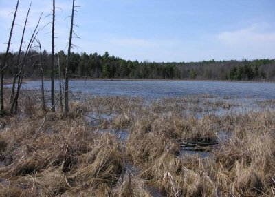 Purdon Bog - small lake adjacent to bog