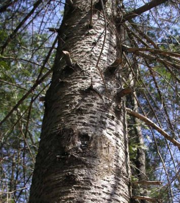 Abies balsamea - Balsam fir