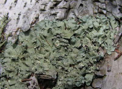 Flavoparmelia caperata (?) - Common Greenshield Lichen