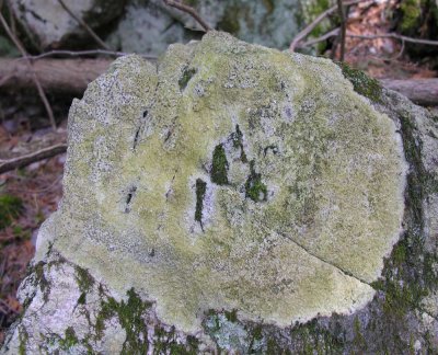 Rock lichen - not ID'd yet