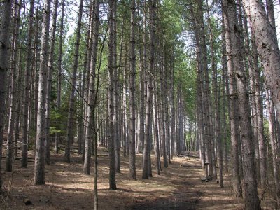 Pinus resinosa - Red Pine plantation