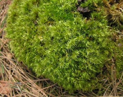 Leucobryum glaucum - Pin Cushion Moss growing on red pine stump