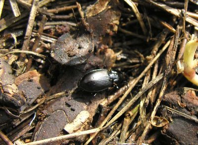 Ground beetle - not ID'd