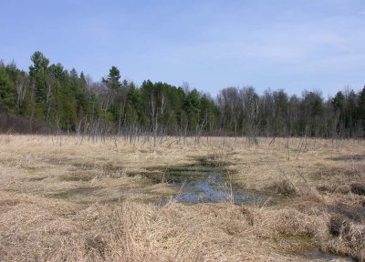 Baird Woods wetland