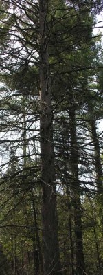 Picea glauca - White spruce