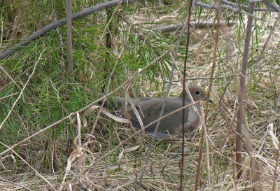 Zenaida macroura - Mourning Dove on nest