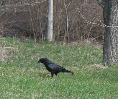 Corvus brachyrhynchos - American Crow