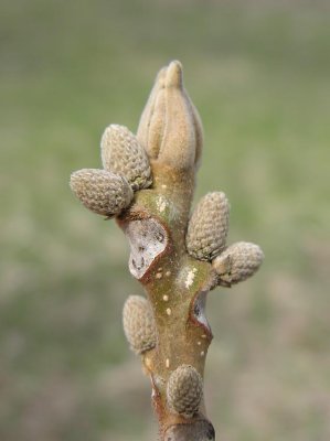 Juglans cinerea - Butternut - twig