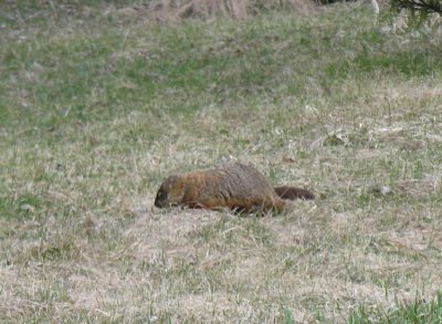 Marmota monax - Groundhog