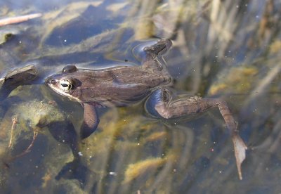 Rana sylvatica - Wood Frog