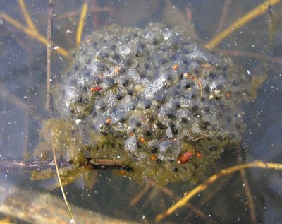 Rana sylvatica - Wood Frog eggs