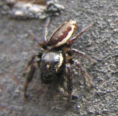 Eris militaris - Bronze Jumping Spider - male