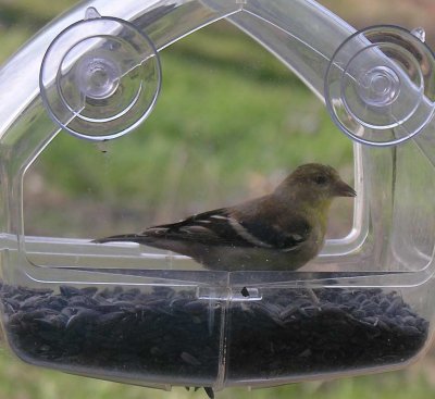 Carduelis tristis - American Goldfinch - female