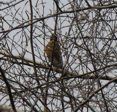 Turdus migratorius - American Robin - nest