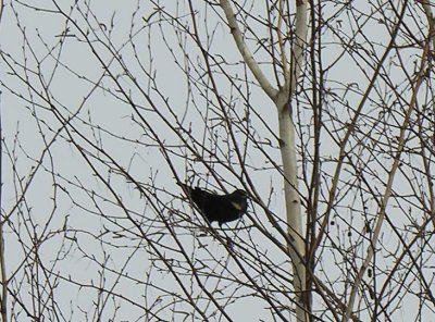 Agelaius phoeniceus - Red-winged Blackbird