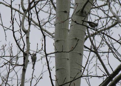 Poecile atricapilla - Black-capped Chickadee