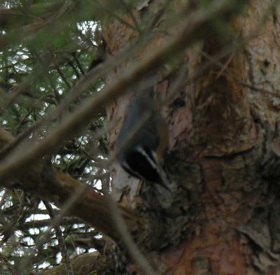 Sitta canadensis - Red-breasted Nuthatch