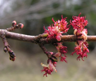 Acer rubrum - Red Maple